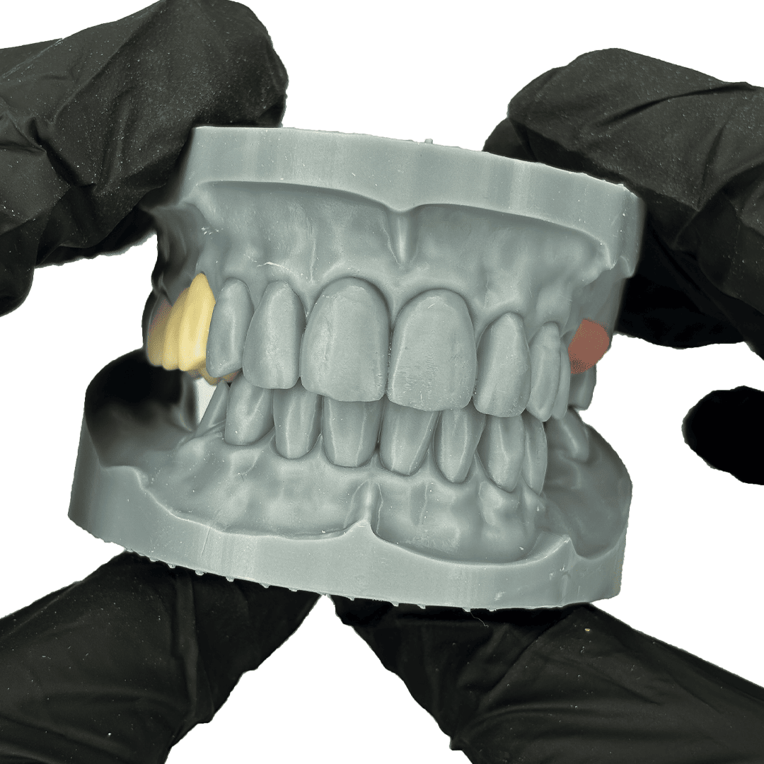 Aidite Dental Model Grey résine 3D grise modèle dentaire